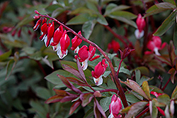 Valentine Bleeding Heart (Dicentra spectabilis 'Hordival') at Hunniford Gardens
