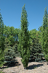 Parkland Pillar Japanese White Birch (Betula platyphylla 'Jefpark') at Hunniford Gardens