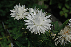 Dreamtime® Jumbo Pure White Strawflower (Bracteantha bracteata 'Dreamtime Jumbo Pure White') at Hunniford Gardens