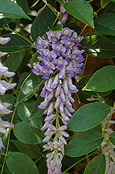Summer Cascade Wisteria (Wisteria macrostachya 'Betty Matthews') at Hunniford Gardens