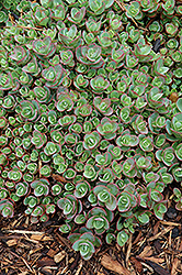 Lime Zinger Stonecrop (Sedum 'Lime Zinger') at Hunniford Gardens