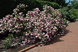 John Davis Rose (Rosa 'John Davis') at Hunniford Gardens