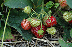 Hecker Strawberry (Fragaria 'Hecker') at Hunniford Gardens