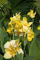 Cannova Yellow Canna (Canna 'Cannova Yellow') at Hunniford Gardens