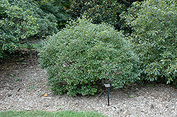 Mr. Poppins Winterberry (Ilex verticillata 'FARROWMRP') at Hunniford Gardens