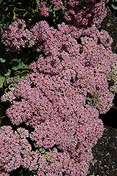Lime Zinger Stonecrop (Sedum 'Lime Zinger') at Hunniford Gardens