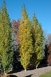 Parkland Pillar Japanese White Birch (Betula platyphylla 'Jefpark') at Hunniford Gardens
