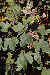 Regal Petticoat Sycamore Maple (Acer pseudoplatanus 'Tunpetti') at Hunniford Gardens