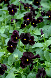 Sorbet Black Delight Pansy (Viola 'Sorbet Black Delight') at Hunniford Gardens