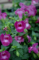 Summer Wave Large Amethyst Torenia (Torenia 'Summer Wave Large Amethyst') at Hunniford Gardens