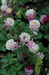Winky Double Rose And White Columbine (Aquilegia 'Winky Double Rose And White') at Hunniford Gardens