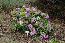 Minnetonka Rhododendron (Rhododendron 'Minnetonka') at Hunniford Gardens