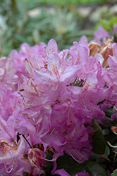 Minnetonka Rhododendron (Rhododendron 'Minnetonka') at Hunniford Gardens