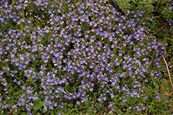 Turkish Speedwell (Veronica liwanensis) at Hunniford Gardens