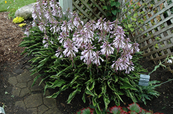 Praying Hands Hosta (Hosta 'Praying Hands') at Hunniford Gardens