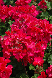 Savannah Punch Geranium (Pelargonium 'Savannah Punch') at Hunniford Gardens