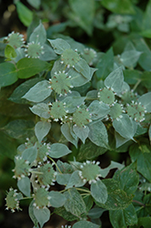 Hoary Mountain Mint (Pycnanthemum incanum) at Hunniford Gardens