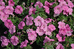 Pretty Flora Pink Pearl Petunia (Petunia 'Pretty Flora Pink Pearl') at Hunniford Gardens