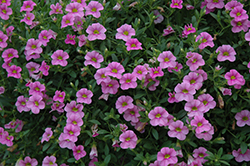 Cabaret Light Pink Calibrachoa (Calibrachoa 'Balcablinkim') at Hunniford Gardens