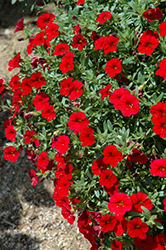 Cabaret Bright Red Calibrachoa (Calibrachoa 'Balcabrite') at Hunniford Gardens
