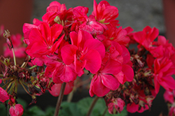 Savannah Punch Geranium (Pelargonium 'Savannah Punch') at Hunniford Gardens