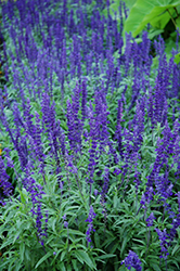 Victoria Blue Salvia (Salvia farinacea 'Victoria Blue') at Hunniford Gardens