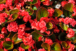 Double Up Red Begonia (Begonia 'LEGDBLRED') at Hunniford Gardens