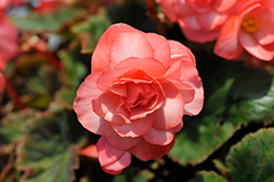 Double Delight Blush Rose Begonia (Begonia 'Kerbespiros') at Hunniford Gardens