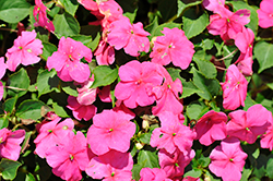 Beacon Rose Impatiens (Impatiens walleriana 'Beacon Rose') at Hunniford Gardens