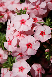 Gisele Light Pink+Eye Phlox (Phlox 'KLEPX20585') at Hunniford Gardens
