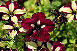 Headliner Starry Sky Burgundy Petunia (Petunia 'KLEPH18389') at Hunniford Gardens