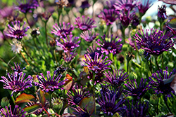 FlowerPower Spider Purple African Daisy (Osteospermum 'KLEOE16297') at Hunniford Gardens