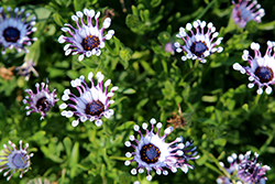 FlowerPower Spider Purple African Daisy (Osteospermum 'KLEOE08146') at Hunniford Gardens