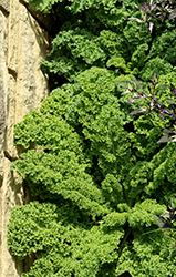 Dwarf Blue Curled Vates Kale (Brassica oleracea var. acephala 'Dwarf Blue Curled Vates') at Hunniford Gardens