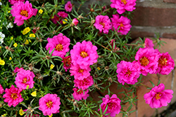 Happy Hour Fuchsia Portulaca (Portulaca grandiflora 'PAS752657') at Hunniford Gardens