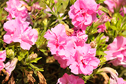 Vogue Pink Double Petunia (Petunia 'Balvogink') at Hunniford Gardens
