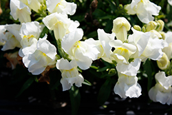 Snapshot White Snapdragon (Antirrhinum majus 'PAS409664') at Hunniford Gardens