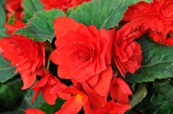 Nonstop Joy Red Begonia (Begonia 'Nonstop Joy Red') at Hunniford Gardens