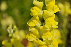 Rocket Golden Snapdragon (Antirrhinum majus 'Rocket Golden') at Hunniford Gardens