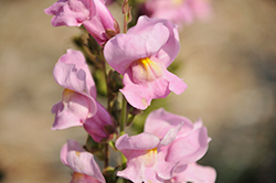 Rocket Orchid Snapdragon (Antirrhinum majus 'Rocket Orchid') at Hunniford Gardens