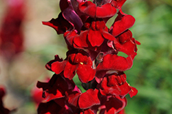 Rocket Red Snapdragon (Antirrhinum majus 'Rocket Red') at Hunniford Gardens