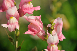 Rocket Rose Shades Snapdragon (Antirrhinum majus 'Rocket Rose Shade') at Hunniford Gardens