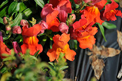 Snapshot Orange Snapdragon (Antirrhinum majus 'PAS409638') at Hunniford Gardens
