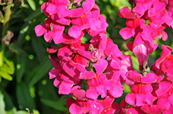 Speedy Sonnet Purple Snapdragon (Antirrhinum majus 'Speedy Sonnet Purple') at Hunniford Gardens