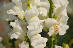 Rocket White Snapdragon (Antirrhinum majus 'Rocket White') at Hunniford Gardens