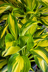 Lakeside Little Tuft Hosta (Hosta 'Lakeside Little Tuft') at Hunniford Gardens