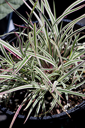 Chameleon Little Bluestem (Schizachyrium scoparium 'Chameleon') at Hunniford Gardens