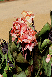 Cannova Bronze Peach Canna (Canna 'Cannova Bronze Peach') at Hunniford Gardens