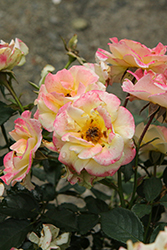 Gumball Goody Rose (Rosa 'VLR12062') at Hunniford Gardens