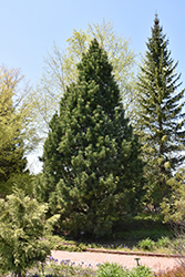 Swiss Stone Pine (Pinus cembra) at Hunniford Gardens